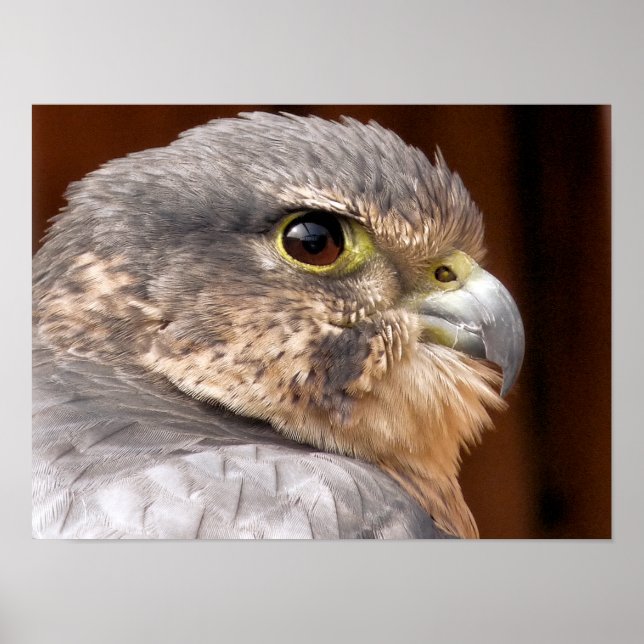 MERLINFALKEN ROVFÅGEL POSTER (Framsidan)