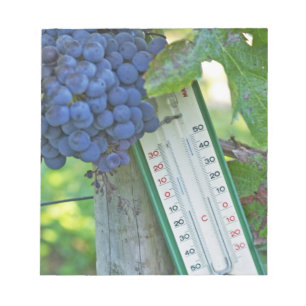 Merlot-druvor på Chateau la Grave Figeac, en Anteckningsblock