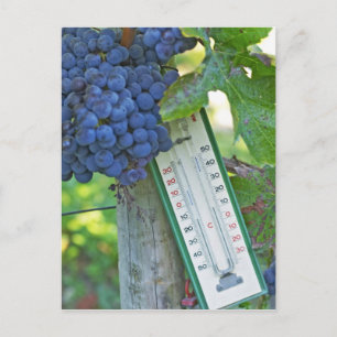 Merlot-druvor på Chateau la Grave Figeac, en Vykort