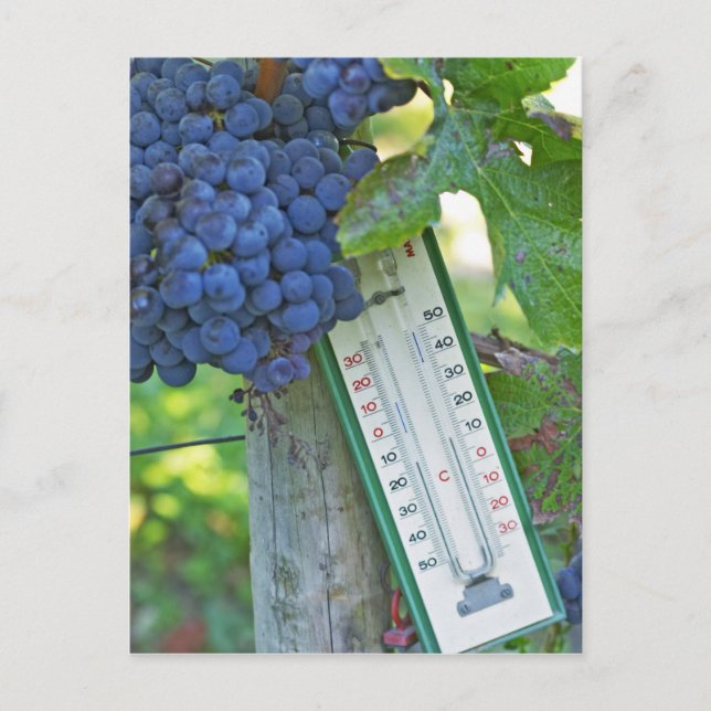 Merlot-druvor vid Chateau la Grave Figeac, a Vykort (Framsida)