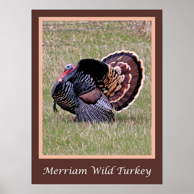 Merriam Vild Turkiet Poster (Framsidan)
