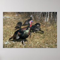 Merriams vild turkey, big gobbler and flock