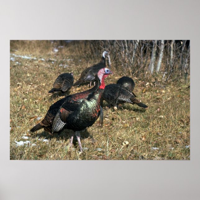 Merriams vild turkey, big gobbler and flock poster (Framsidan)