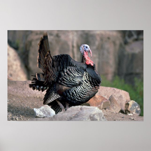 Merriams vild turkey, gobbler starting poster (Framsidan)