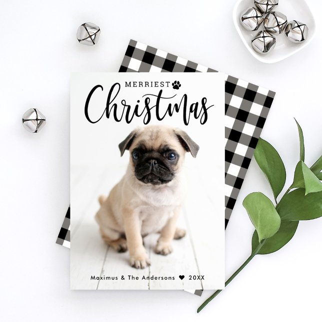 Merriest jul Black Buffalo Play Pet Photo Julkort (Skapare uppladdad)
