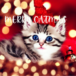 Merry Catmas Purrfect julkort