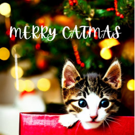 Merry Catmas Purrfect julkort