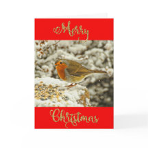 Merry Christmas Robin in Snow Photo