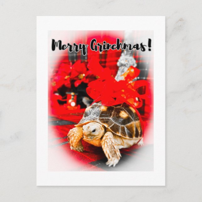 Merry Grinchmas baby sulcata-sköldpadda med rött b Vykort (Framsida)