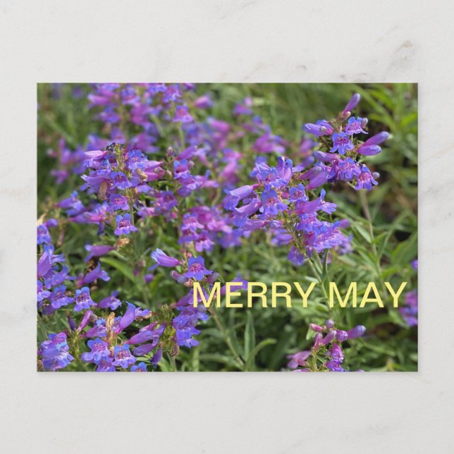 Merry May Vykort (Framsida)