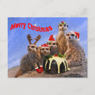Merry Meerkats vykort