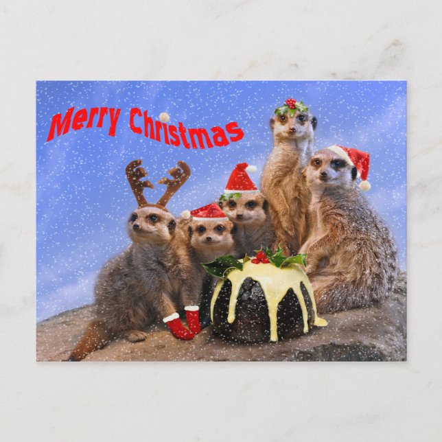 Merry Meerkats vykort (Framsida)