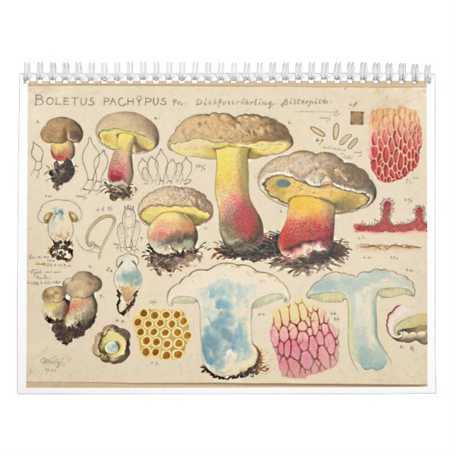 MERRY MUSHROOMS-kalender Kalender (Omslag)