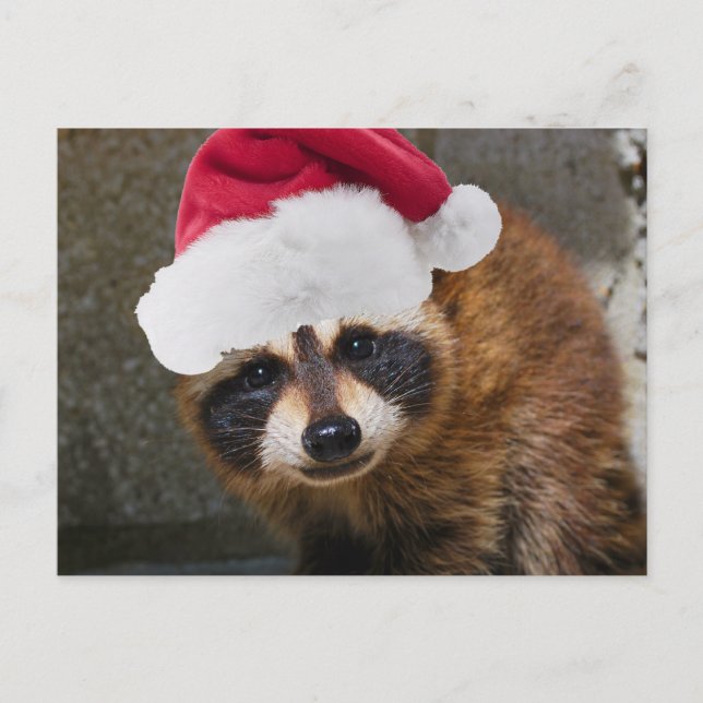 Merry Raccoon jul Helg Vykort (Framsida)
