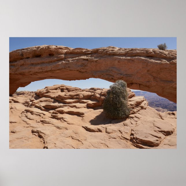 Mesa Arch och Tumbleweed på Canyonlands Poster (Framsidan)