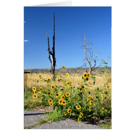 Mesa Verde beskådar Hälsningskort