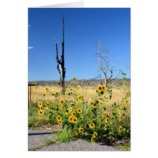 Mesa Verde beskådar Hälsningskort