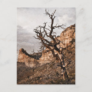 Mesa Verde vycard Vykort