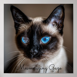 Mesmeriserande Gaze: Katt från Siamese Poster