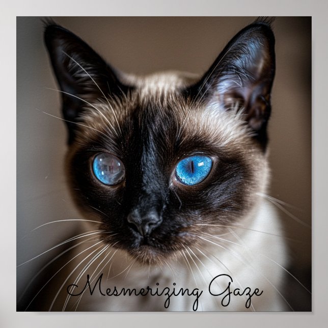 Mesmeriserande Gaze: Katt från Siamese Poster (Framsidan)
