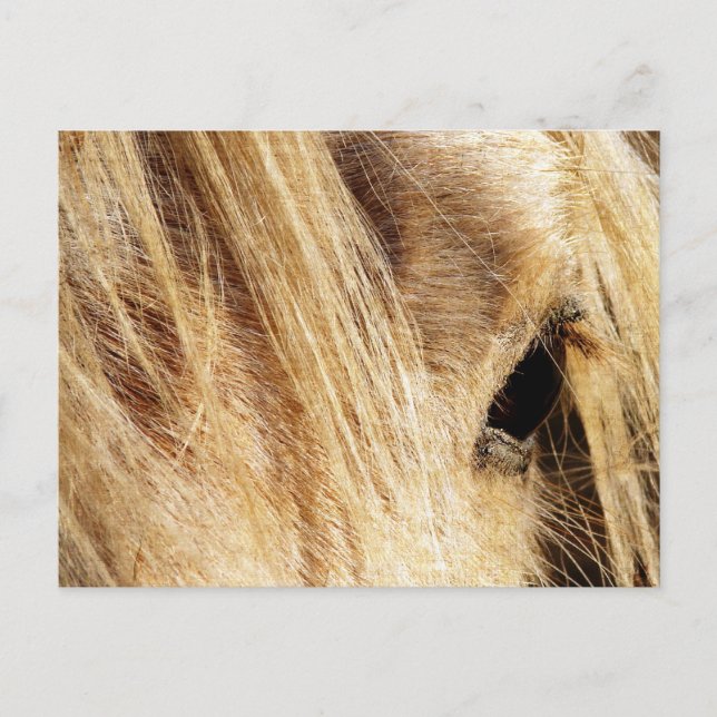 Messy Mane Day Vykort (Framsida)