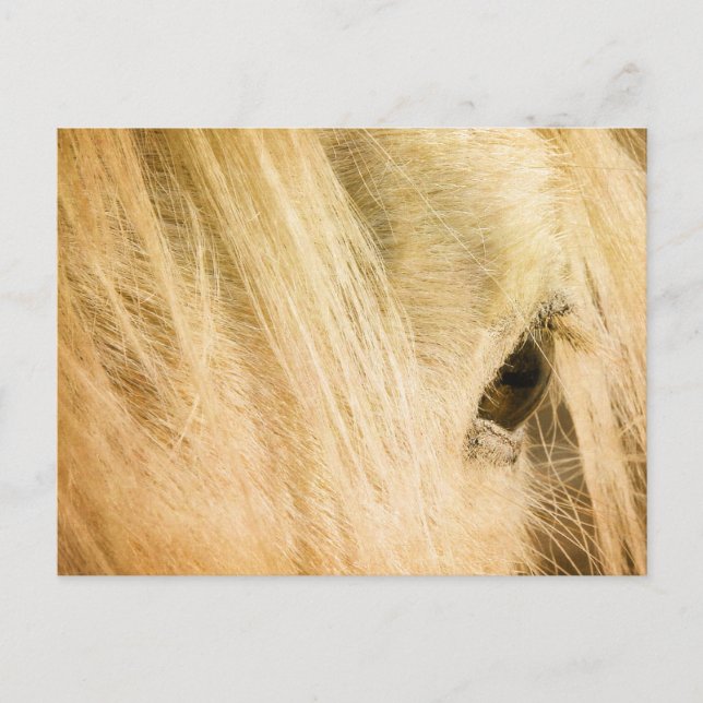 Messy Mane Vykort (Framsida)