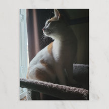 Mest dramatiska katten på katttre någonsin
