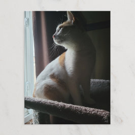 Mest dramatiska katten på katttre någonsin vykort