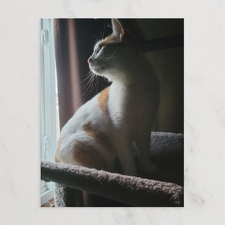 Mest dramatiska katten på katttre någonsin vykort
