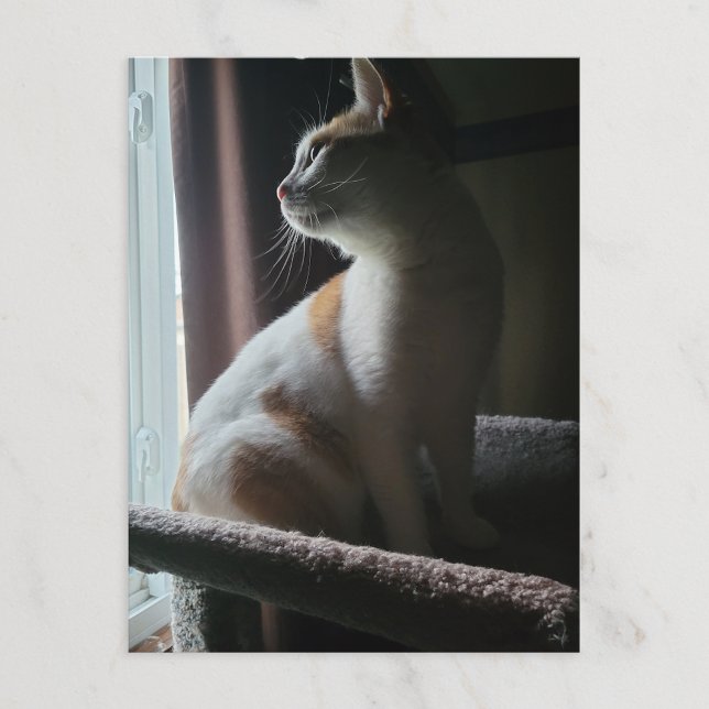 Mest dramatiska katten på katttre någonsin vykort (Skapare uppladdad)
