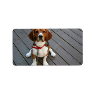 Mest gullig Beaglehund någonsin Adressetikett