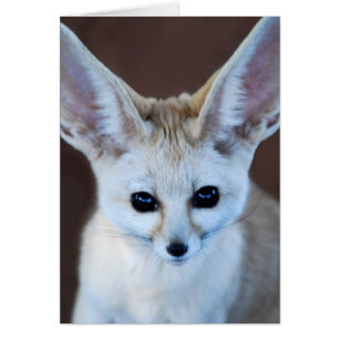 Mest gullig Fennec för världar räv Hälsningskort