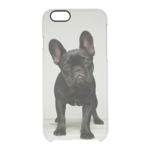 Fransk Bulldogg iPhone Skal  Zazzle.se