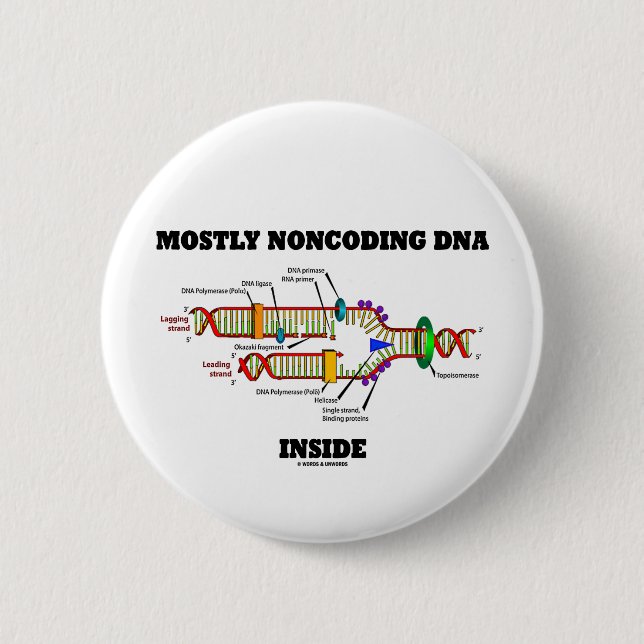 Mestadels Noncoding DNA-insida (DNA-replicationen) Knapp (Framsida)