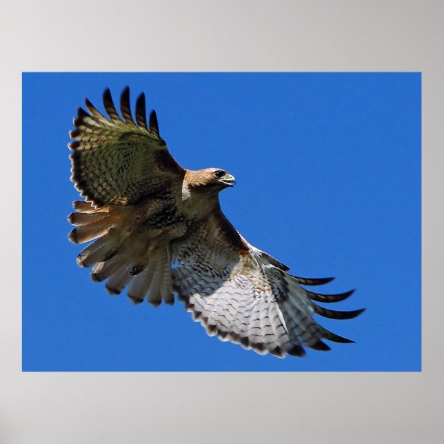 Mestetisk Vingar-ramutskrift Poster (Framsidan)