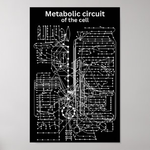 Metabolisk krets i cellen poster