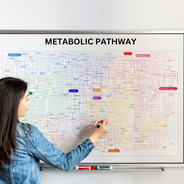 Metabolisk väg för cellen poster (Skapare uppladdad)