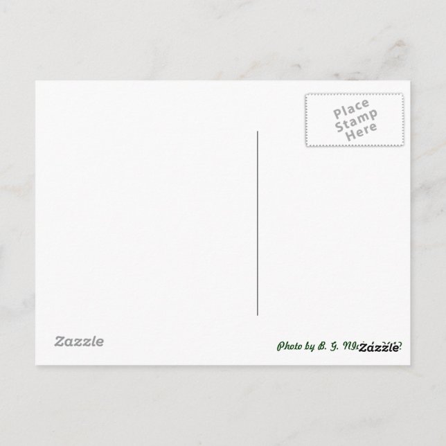 Metall Dragonfly Vykort (Baksida)