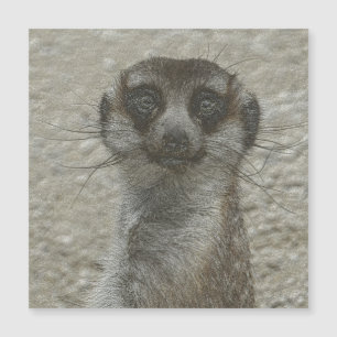 metall meerkat
