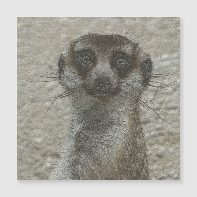 metall meerkat (Framsida)