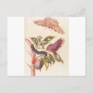 Metamorfos av en Butterfly Maria Sibylla Merian Vykort