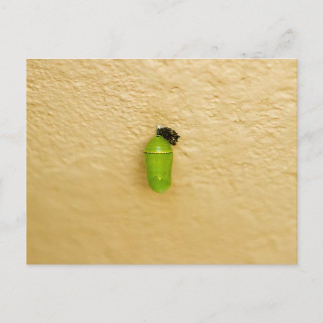 Metamorfos börjar med monarch Butterfly Vykort (Framsida)