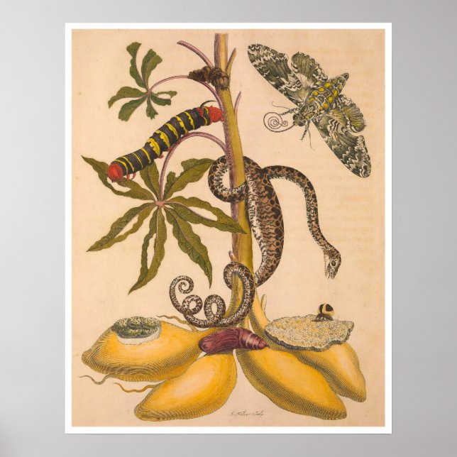 Metamorfos Insectorum Surinamensium Skriv ut Poster (Framsidan)