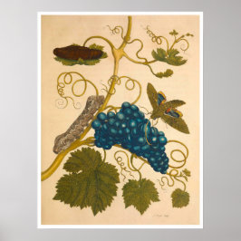 Metamorfos Insectorum Surinamensium Skriv ut Poster