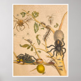 Metamorfos Insectorum Surinamensium Skriv ut Poster