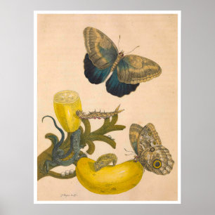 Metamorfos Insectorum Surinamensium Skriv ut Poster