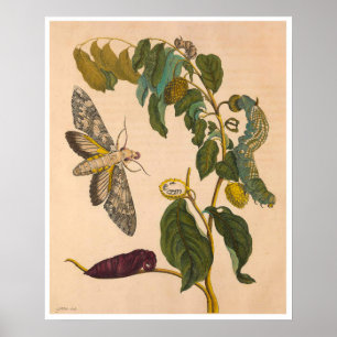 Metamorfos Insectorum Surinamensium Skriv ut Poster
