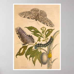 Metamorfos Insectorum Surinamensium Skriv ut Poster