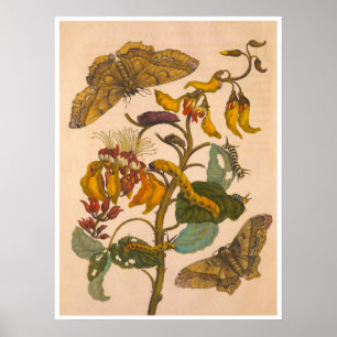 Metamorfos Insectorum Surinamensium Skriv ut Poster