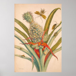 Metamorfos Insectorum Surinamensium Skriv ut Poster